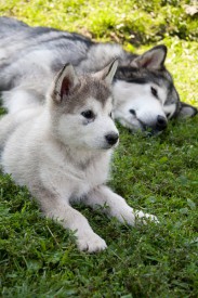 Галактика-1685c.jpg (93.13 КБ, Просмотров: 1763) Галактика-1685c.jpg