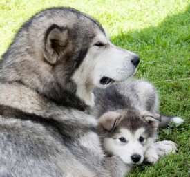 Гермиона-Снежная-Сказка-1683b-.jpg (143.34 КБ, Просмотров: 1763) Гермиона-Снежная-Сказка-1683b-.jpg