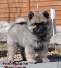 Голливуд из Мирашела 2 мес.1.jpg