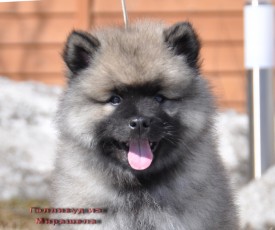 Голливуд из Мирашела 2 мес.2.jpg