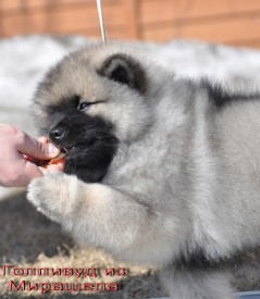 Голливуд из Мирашела 2 мес.5.jpg