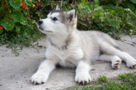 Гордая-Сибирячка-1684b.jpg (82.93 КБ, Просмотров: 1763) Гордая-Сибирячка-1684b.jpg