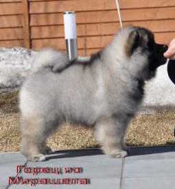 Горец из Мирашела 2 мес.3.jpg