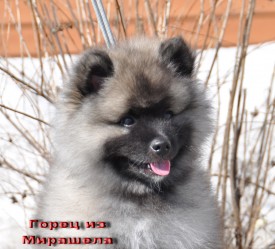 Горец из Мирашела 2 мес.4.jpg