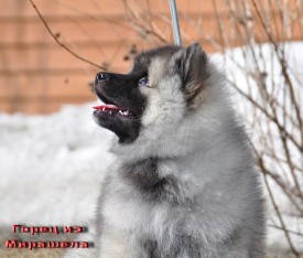 Горец из Мирашела 2 мес.5.jpg