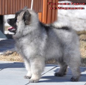 Госпожа Удача из Мирашела 2 мес..1.jpg