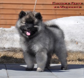 Госпожа Удача из Мирашела 2 мес..2.jpg