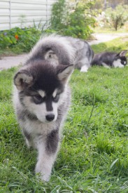 Грэйси Полярная Звезда 6.jpg (94.12 КБ, Просмотров: 1730) Грэйси Полярная Звезда 6.jpg