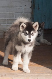 Грэйси Полярная Звезда.jpg (56.02 КБ, Просмотров: 1776) Грэйси Полярная Звезда.jpg