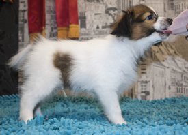 Дрюник.jpg (232.63 КБ, Просмотров: 3787) Дрюник.jpg