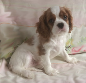 Коб-1.jpg (230.4 КБ, Просмотров: 5046) Коб-1.jpg