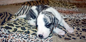 Кудряшка сью2.jpg (708.74 КБ, Просмотров: 2174) Кудряшка сью2.jpg