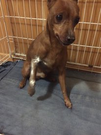 ЛОВЕЛАС.jpg (322.65 КБ, Просмотров: 3517) ЛОВЕЛАС.jpg