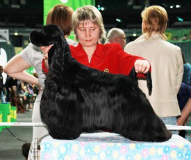 Лев-шик.jpg (86.89 КБ, Просмотров: 1381) Лев-шик.jpg