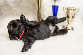 Ляля лежит.jpg (328.86 КБ, Просмотров: 1381) Ляля лежит.jpg