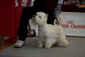 Маршал.jpg (45.03 КБ, Просмотров: 2025) Маршал.jpg