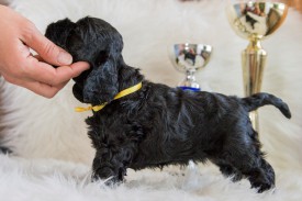 Мишель.jpg (408.59 КБ, Просмотров: 1381) Мишель.jpg