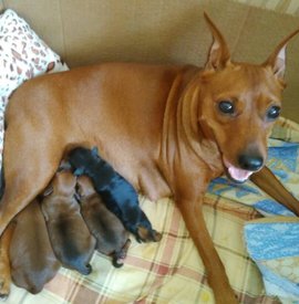 Н-помет.jpg (85.39 КБ, Просмотров: 13896) Н-помет.jpg