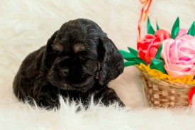 Фифа.jpg (389.08 КБ, Просмотров: 1381) Фифа.jpg