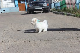 Хорсик 2 мес самая красивая на улице.jpg