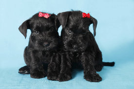 Ш2.jpg (78.83 КБ, Просмотров: 33244) Ш2.jpg