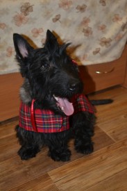 б.jpg (74 КБ, Просмотров: 10855) б.jpg