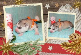 девочка оранжевая.jpg (662.82 КБ, Просмотров: 1122) девочка оранжевая.jpg