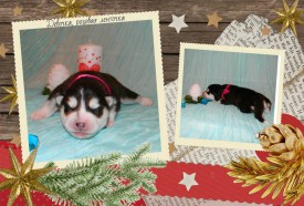 девочка розовая.jpg (645.04 КБ, Просмотров: 1122) девочка розовая.jpg