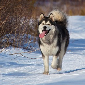 карлуки-весна24.jpg (100.94 КБ, Просмотров: 1704) карлуки-весна24.jpg