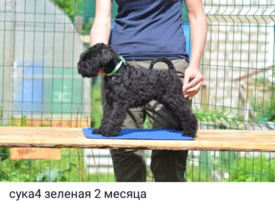 керри7.png