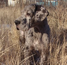 маленький.jpg (428.95 КБ, Просмотров: 1379) маленький.jpg