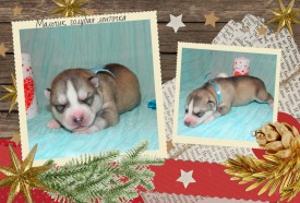 мальчик голубой.jpg (663.43 КБ, Просмотров: 1122) мальчик голубой.jpg