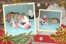 мальчик зеленый.jpg (652.26 КБ, Просмотров: 1122) мальчик зеленый.jpg