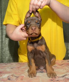 мк.jpg (195.93 КБ, Просмотров: 1539) мк.jpg