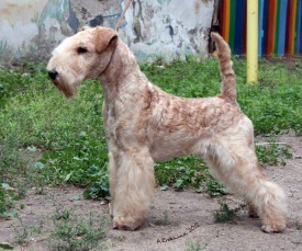 папа Раш.jpg