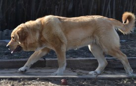пола де альянде (11).JPG