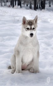 поли.jpg