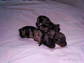 помёт 3 мрамор.jpg (55.75 КБ, Просмотров: 1342) помёт 3 мрамор.jpg