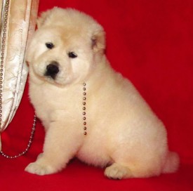 умка-3.jpg (33.53 КБ, Просмотров: 10212) умка-3.jpg