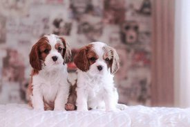 фото 2.jpg (50.6 КБ, Просмотров: 6256) фото 2.jpg