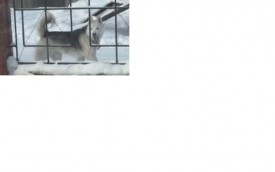 хаски.JPG (18.03 КБ, Просмотров: 1461) хаски.JPG