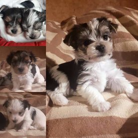 щенки 11.jpg (49.96 КБ, Просмотров: 1645) щенки 11.jpg