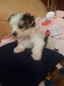 щенки 22.jpg (59.94 КБ, Просмотров: 1645) щенки 22.jpg