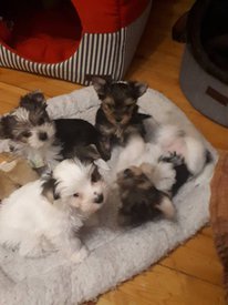 щенки 33.jpg (78.53 КБ, Просмотров: 1645) щенки 33.jpg