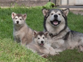 щенки-2-месяца---06.jpg (133.48 КБ, Просмотров: 1776) щенки-2-месяца---06.jpg