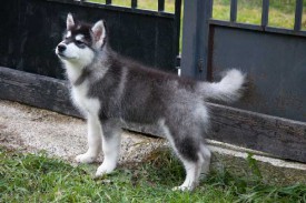 щенки-3-мес---010.jpg (40.65 КБ, Просмотров: 1730) щенки-3-мес---010.jpg