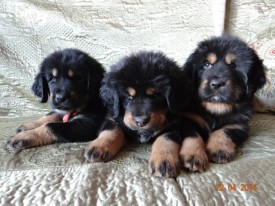 щенки.jpg (140.79 КБ, Просмотров: 1644) щенки.jpg