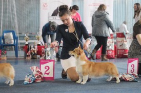 11173441_892696347460544_507266426_n.jpg (77.71 КБ, Просмотров: 5114) 11173441_892696347460544_507266426_n.jpg