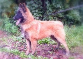 12023018_778742015570621_738750362_n.jpg (74.22 КБ, Просмотров: 1839) 12023018_778742015570621_738750362_n.jpg