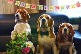 12472577_511966785672836_5507241551210159693_n.jpg (86.42 КБ, Просмотров: 5235) 12472577_511966785672836_5507241551210159693_n.jpg